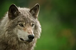 <b class=qtipBold><figcaption>Gray Wolf</figcaption></b><br>Portrait photograph of an Eastern Gray Wolf or Timber Wolf with a green background.<br><em>© All Rights Reserved Worldwide. All photographs are owned and copyright by Michael Cummings. Do not use, edit or in anyway alter</em> Gray Wolf