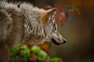 <b class=qtipBold><figcaption>Gray wolf</figcaption></b><br>A Gray or timber wolf is looking off to the right. Out of focus autumn colored background.<br><em>© All photographs are owned and copyright by Michael Cummings</em> Gray wolf