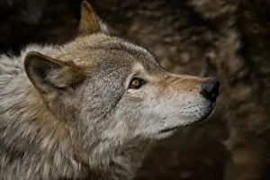 <b class=qtipBold><figcaption>Gray wolf</figcaption></b><br>A portrait of a gray or timber wolf looking up.<br><em>© All photographs are owned and copyright by Michael Cummings</em> Gray wolf