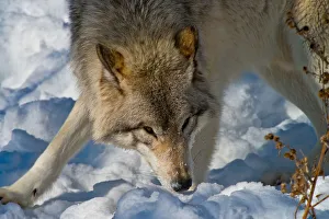 <b class=qtipBold><figcaption>Gray Wolf</figcaption></b><br>An Eastern Gray Wolf or Timber Wolf playing in the snow.<br><em>© All Rights Reserved Worldwide. All photographs are owned and copyright by Michael Cummings. Do not use, edit or in anyway alter</em> Gray Wolf