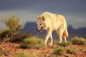 <b class=qtipBold><figcaption>Gray wolf</figcaption></b><br>Gray wolf, timber wolf, (Canis lupus), Monument Valley, Utah, USA.<br><em>© Juergen & Christine Sohns</em> Gray wolf