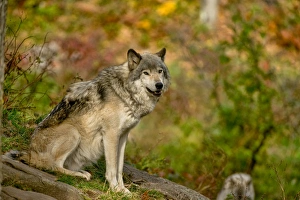 <b class=qtipBold><figcaption>Gray Wolf In Autumn</figcaption></b><br>A Gray Wolf is sitting on a rock with autumn colours in behind.<br><em>© copyright 2015</em> Gray Wolf In Autumn