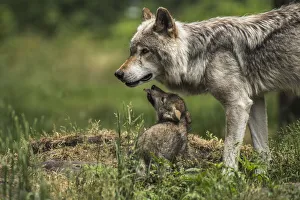 <b class=qtipBold><figcaption>Gray Wolf Family</figcaption></b><br>A young Gray Wolf pup is looking for some attention from one of it's parents.<br><em>© COPYRIGHT 2016</em> Gray Wolf Family