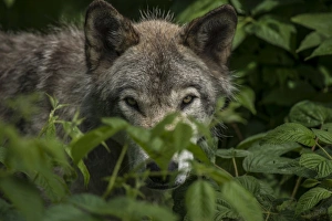 <b class=qtipBold><figcaption>Gray Wolf Behind Leaves</figcaption></b><br>A Gray wolf is half hidden behind some shrub leaves.<br><em>© copyright 2012</em> Gray Wolf Behind Leaves