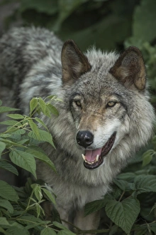 <b class=qtipBold><figcaption>Gray Wolf Portrait</figcaption></b><br>A portrait of a gray wolf partially covered by leaves.<br><em>© copyright 2012</em> Gray Wolf Portrait