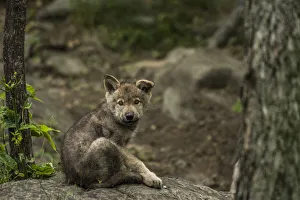 <b class=qtipBold><figcaption>Gray Wolf Pup</figcaption></b><br>A Gray Wolf pup sitting on a rock with one ear cocked to the side.<br><em>© COPYRIGHT 2016</em> Gray Wolf Pup