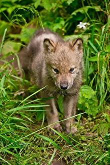 <b class=qtipBold><figcaption>Gray wolf pup</figcaption></b><br>A very young gray wolf is standing in some green grass.<br><em>© All photographs are owned and copyright by Michael Cummings</em> Gray wolf pup