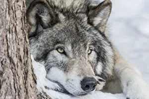 <b class=qtipBold><figcaption>Gray Wolf Resting In the Snow</figcaption></b><br>A closeup photograph of a Gray Wolf laying down in the snow.<br><em>© COPYRIGHT 2016</em> Gray Wolf Resting In the Snow