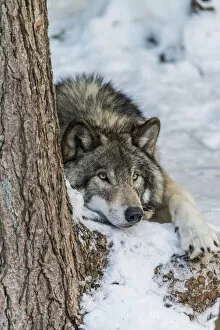 Images Dated 28th December 2016: Gray Wolf Resting In The Snow