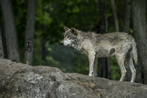 <b class=qtipBold><figcaption>Gray Wolf On Rock</figcaption></b><br>A Gray Wolf is standing on a rock with a forest background.<br><em>© copyright 2012</em> Gray Wolf On Rock