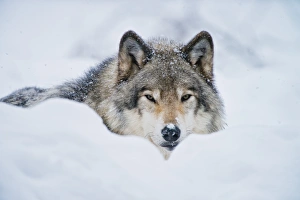 <b class=qtipBold><figcaption>Gray wolf in snow</figcaption></b><br>Gray or timber wolf is lying down in the snow. There is a small bit of snow on it's nose.<br><em>© All photographs are owned and copyright by Michael Cummings</em> Gray wolf in snow