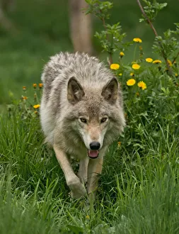 <b class=qtipBold><figcaption>Gray wolf in Summer</figcaption></b><br>A gray wolf or timber wolf is trotting through long grass with Dandilion flowers in behind.<br><em>© All photographs are owned and copyright by Michael Cummings</em> Gray wolf in Summer