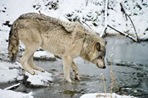 <b class=qtipBold><figcaption>Gray wolf taking a drink</figcaption></b><br>An Eastern gray wolf or timber wolf is standing at the edge of a pond about to take a drink of cold water in early winter.<br><em>© All Rights Reserved Worldwide. All photographs are owned and copyright by Michael Cummings. Do not use, edit or in anyway alter</em> Gray wolf taking a drink