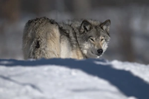 <b class=qtipBold><figcaption>Gray Wolf In Winter</figcaption></b><br>A Gray Wolf is looking back over it's shoulder. It is partially hidden behind a snow hill.<br><em>© Copyright 2016</em> Gray Wolf In Winter