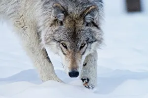 <b class=qtipBold><figcaption>Gray wolf in winter</figcaption></b><br>A photograph of a eastern gray wolf in the winter snow.<br><em>© All photographs are owned and copyright by Michael Cummings</em> Gray wolf in winter