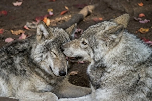 <b class=qtipBold><figcaption>Gray Wolves</figcaption></b><br>An adult Gray Wolf is showing some affection for one of it's adolescent pups.<br><em>© copyright 2012</em> Gray Wolves