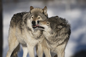<b class=qtipBold><figcaption>Gray Wolves</figcaption></b><br>A pair of Gray wolves are showing wolf behavious. The younger one is licking the adults muzzle.<br><em>© Copyright 2015</em> Gray Wolves