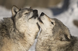 <b class=qtipBold><figcaption>Gray Wolves</figcaption></b><br>A pair of Gray Wolves are nose to nose as a sign of affection.<br><em>© Copyright 2016</em> Gray Wolves