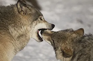 <b class=qtipBold><figcaption>Gray Wolves</figcaption></b><br>One Gray Wolf Alpha has it's mouth over a subordinate wolf.<br><em>© Copyright 2016</em> Gray Wolves