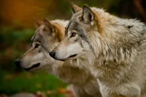 <b class=qtipBold><figcaption>Gray wolves</figcaption></b><br>A pair of gray or timber wolves looking off to the left.<br><em>© All photographs are owned and copyright by Michael Cummings</em> Gray wolves
