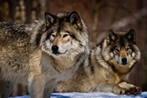 <b class=qtipBold><figcaption>Gray Wolves</figcaption></b><br>A pair of Eastern Gray Wolves or Timber Wolves in the winter.<br><em>© All Rights Reserved Worldwide. All photographs are owned and copyright by Michael Cummings. Do not use, edit or in anyway alter</em> Gray Wolves
