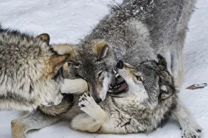 <b class=qtipBold><figcaption>Gray Wolves Playing</figcaption></b><br>Three Gray Wolves are playing in the winter snow.<br><em>© WORLD WILDLIFE PHOTOGRAPHY 2017</em> Gray Wolves Playing