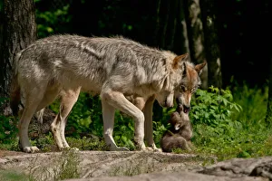 <b class=qtipBold><figcaption>Gray wolves and pup</figcaption></b><br>Two gray or timber wolves are attending a young wolf pup.<br><em>© All photographs are owned and copyright by Michael Cummings</em> Gray wolves and pup