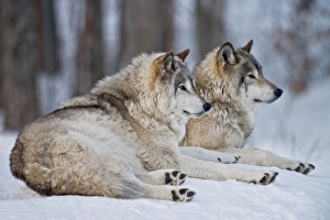 <b class=qtipBold><figcaption>Gray Wolves In Winter</figcaption></b><br>Two Gray Wolves lying down in the snow.<br><em>© copyright 2012</em> Gray Wolves In Winter