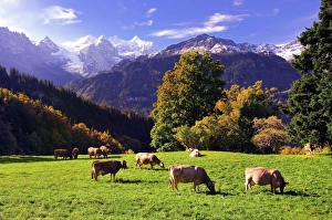 Grazing cows on a small mountain pasture at Hasliberg, behind Rosenlaui Glacierwith Grazing cows on a small mountain pasture at Hasliberg, behind Rosenlaui Glacierwith
