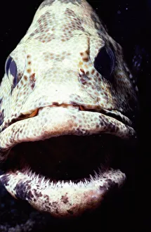 Greasy grouper (Epinephelus tauvina), close-up Greasy grouper (Epinephelus tauvina), close-up