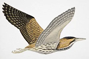 Great Bittern (Botaurus stellaris), adult Great Bittern (Botaurus stellaris), adult