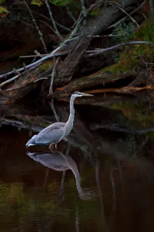 <b class=qtipBold><figcaption>Great Blue Heron</figcaption></b><br><em>© Jim Cumming</em> Great Blue Heron