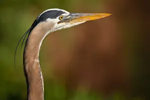 <b class=qtipBold><figcaption>Great Blue Heron</figcaption></b><br>Profile of great Blue Heron.<br><em>© Phoo Chan</em> Great Blue Heron