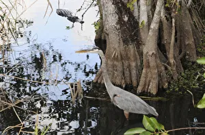 Great blue heron, Ardea herodias, stalks a fish as an alligator, Alligator mississippiensis, stalks the stalker. Everglades National Park, Florida, USA. UNESCO World Heritage Site (Biosphere Reserve) Great blue heron, Ardea herodias, stalks a fish as an alligator, Alligator mississippiensis, stalks the stalker. Everglades National Park, Florida, USA. UNESCO World Heritage Site (Biosphere Reserve)