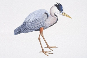 Great Blue Heron (Ardea herodias), with long legs and silver-blue feathers, side view Great Blue Heron (Ardea herodias), with long legs and silver-blue feathers, side view