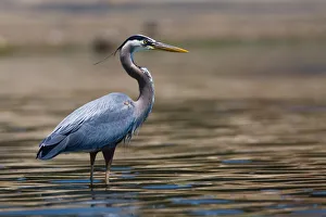 Great Blue Heron Bird Great Blue Heron Bird