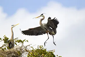 <b class=qtipBold><figcaption>Great blue herons</figcaption></b><br>Male Great blue Heron delivers stick for building their nest atop Coral Tree.<br><em>© 2012 Susan Gary</em> Great blue herons
