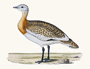 Great Bustard (Bustards, Birds, Animals) Collection