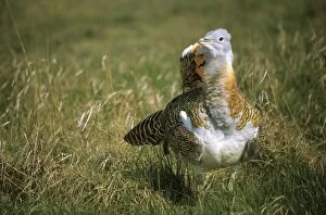 Great Bustard -Otis tarda- courting cock, Devavanya-protected, Hungary, Europe
