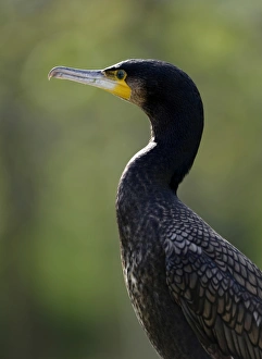 Great Cormorant or Black Great Cormorant -Phalacrocorax carbo-, portrait, Stuttgart Great Cormorant or Black Great Cormorant -Phalacrocorax carbo-, portrait, Stuttgart