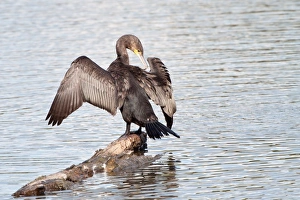 Great Cormorant or Great Black Cormorant -Phalacrocorax carbo- with outstretched wings Great Cormorant or Great Black Cormorant -Phalacrocorax carbo- with outstretched wings