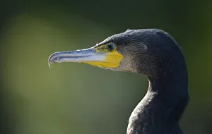 Great Cormorant or Great Black Cormorant -Phalacrocorax carbo-, Stuttgart, Baden-Wuerttemberg, Germany, Europe Great Cormorant or Great Black Cormorant -Phalacrocorax carbo-, Stuttgart, Baden-Wuerttemberg, Germany, Europe