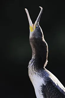 Great Cormorant (Phalacrocorax carbo), portrait Great Cormorant (Phalacrocorax carbo), portrait