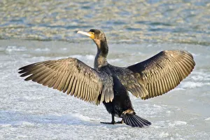Great Cormorant -Phalacrocorax carbo- standing with outstretched wings on ice, North Hesse Great Cormorant -Phalacrocorax carbo- standing with outstretched wings on ice, North Hesse