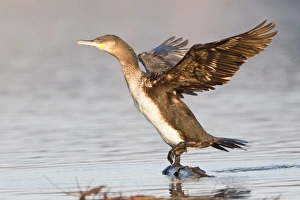 Great Cormorant -Phalacrocorax carbo- with its wings spread, North Hesse, Hesse, Germany Great Cormorant -Phalacrocorax carbo- with its wings spread, North Hesse, Hesse, Germany