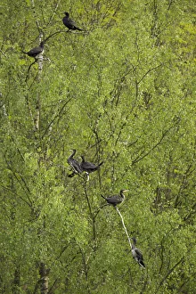 Great Cormorants or Great Black Cormorants -Phalacrocorax carbo- perched on a tree Great Cormorants or Great Black Cormorants -Phalacrocorax carbo- perched on a tree