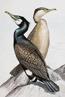 Two Great cormorants (Phalacrocorax carbo), looking in opposite directions Two Great cormorants (Phalacrocorax carbo), looking in opposite directions