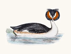 <b class=qtipBold><figcaption>Great Crested Grebe</figcaption></b><br>A photograph of an original hand-colored engraving from The History of British Birds by Morris published in 1853-1891.<br><em>© mashuk</em> Great Crested Grebe