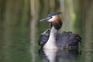 Great Crested Grebe -Podiceps cristatus-, adult bird with chicks in its plumage on a lake Great Crested Grebe -Podiceps cristatus-, adult bird with chicks in its plumage on a lake