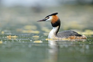 Great Crested Grebe -Podiceps cristatus-, swimming, Lake Lucerne, Luzern, Canton of Lucerne, Switzerland Great Crested Grebe -Podiceps cristatus-, swimming, Lake Lucerne, Luzern, Canton of Lucerne, Switzerland